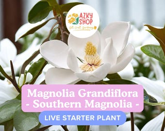 Live Southern Magnolia Tree: Fragrant White Blooms, 6-8 Inches