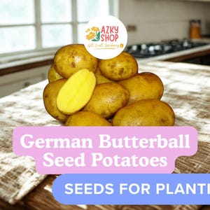 May include: A pile of German Butterball seed potatoes, some whole and one sliced, on a patterned cloth. The text "German Butterball Seed Potatoes" and "Seeds for Planting" are displayed on the image. The potatoes are yellow.