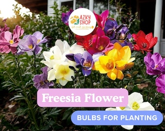 Freesia Flower Bulbs – 10 Fragrant Spring Bloom Bulbs for Planting Colorful Garden Flowers