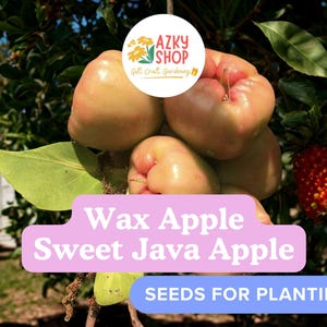 May include: A cluster of light pink and pale green wax apples hanging from a tree branch with green leaves. The image includes the text AZKY SHOP, Wax Apple Sweet Java Apple, and SEEDS FOR PLANTING, with a red textured fruit visible nearby.