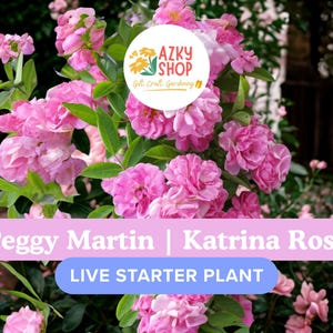 Peggy Martin Climbing Rose: Thornless Pink Blooms, Live Starter Plant