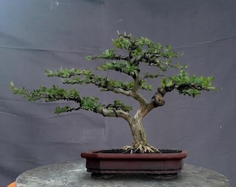 Blue Bell - Desmodium Micro Vietnam Bonsai Tree Saengsimbur