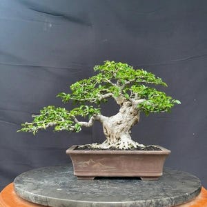Wrightia Religiosa - Water Jasmine - Bonsai Tree Anting Putri Small Size