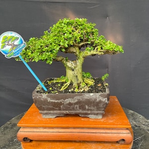 May include: A bonsai tree with vibrant green leaves and a thick, textured trunk. The tree sits in a dark brown rectangular pot, placed on a wooden stand. A blue stick with a logo is in the pot. The background is a dark gray.