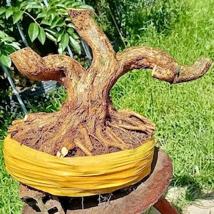 May include: A small, brown bonsai tree with exposed roots, set in a yellow fabric-lined pot. The tree has been pruned, with several branches extending outwards. The bonsai is placed on a rusty, metal stand, with green foliage in the background.