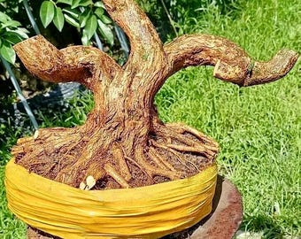 Pre Bonsai - Bonsai Material - Blue Bell - Desmodium Large Trunk