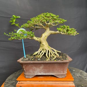 May include: A bonsai tree with a thick, textured trunk and vibrant green foliage. The tree is planted in a brown rectangular pot, which sits on a wooden stand. The tree's roots are exposed, adding to its unique aesthetic.