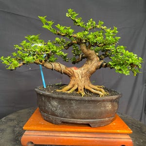 Premna Microphylla Bonsai Tree Living Tree