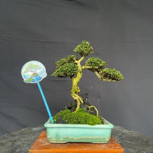 May include: A bonsai tree with green foliage and a twisted trunk sits in a light blue rectangular pot. The pot rests on a wooden stand. A sign with the text "Digi Spacein" is in the image.