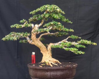Blue Bell - Desmodium Micro Vietnam Bonsai Tree Medium Size