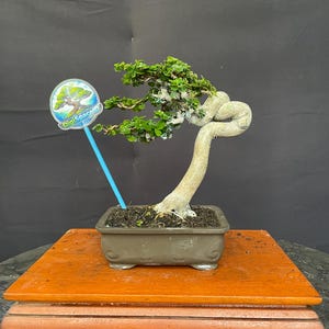 以下が含まれることがあります： ねじれた幹と小さな緑の葉を持つ盆栽で、茶色の長方形の鉢に植えられています。 鉢は赤みがかったオレンジ色の仕上げの木製スタンドの上にあります。 「DigiSpace」というテキストが入った青い看板が画像にあります。