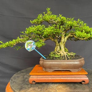 Serissa Japonica/Foetida Bonsai Tree Living Tree