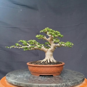 Premna Microphylla bonsaiboom klein formaat