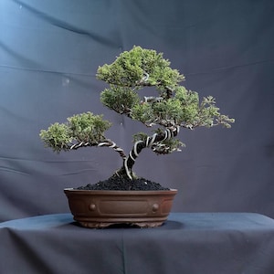 Op de afbeelding: Een jeneverbes bonsai met dicht groen blad en een gebogen, donkere stam omwikkeld met zilverkleurig vormdraad. De boom staat in een ondiepe, ovale bruine keramische pot gevuld met donkere, grove aarde, wat een gebalanceerde structuur toont.