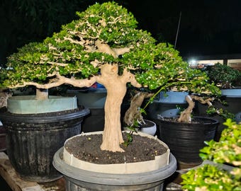Premna Microphylla - Bonsai Tree Actual Plant