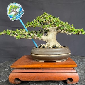 May include: A bonsai tree with green leaves and a thick, textured trunk is displayed in a brown ceramic pot. The tree sits on a small, reddish-brown wooden stand. A blue stick with a circular sign that says "DigiSpaceID" is placed in the pot.