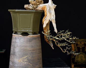 Maclura - Cudrania Cochinchinensis Dead Wood Original Cescade Extreme Bonsai Tree