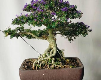 Blue Bell - Desmodium Exposed Roots Bonsai Tree