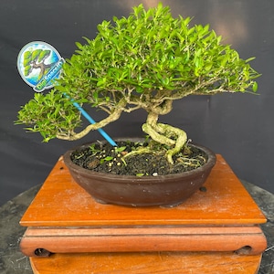 May include: A white ceramic mug with a black handle and the text "But First, Coffee" in a black, bold font. The mug is on a white surface.