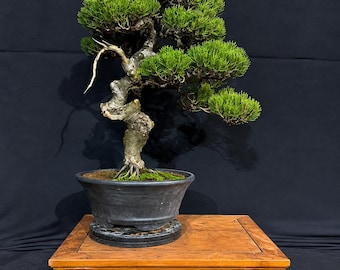 Juniperus Green Chinensis Bonsai Tree Actual Tree Medium Size