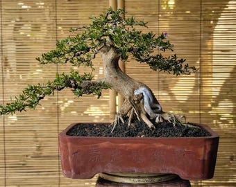Blue Bell - Desmodium Micro Vietnam Bonsai Tree