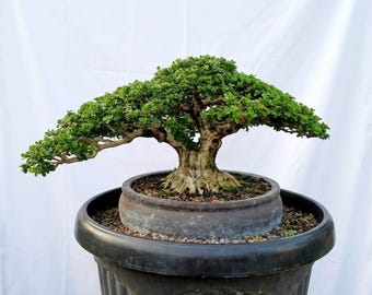 Premna Microphylla - Bonsai Tree Living Tree