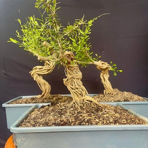 May include: Three bonsai trees with twisted trunks and vibrant green foliage. The trees are planted in rectangular, gray plastic containers filled with soil and mulch. The background is a dark, solid color.