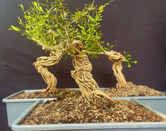 WHOLESALE - Blubell - Desmodium Micro Vietnam Exposed Roots Pre Bonsai - Material Bonsai
