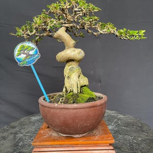 Puede incluir: Un bonsái en una maceta de cerámica marrón, colocado sobre un soporte de madera. El árbol tiene un tronco retorcido y ramas con pequeñas hojas verdes. Un letrero azul con el texto "DigiSpaceIn" está en primer plano.