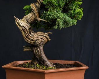 Juniperus Green Chinensis Bonsai Tree Actual Tree