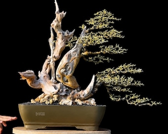 Maclura - Cudrania Cochinchinensis Dead Wood Original Bonsai Tree