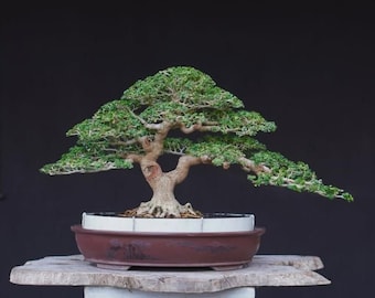 Premna Microphylla - Bonsai Tree Actual Plant