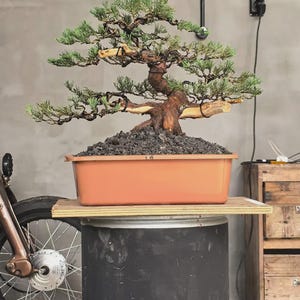 Puede incluir: Un bonsái de enebro con un tronco marrón grueso y texturizado y follaje verde en capas, con ramas formadas por alambre oscuro. El árbol está plantado en una maceta rectangular de plástico color terracota llena de roca volcánica oscura.