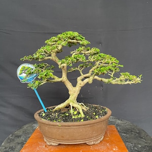 May include: A bonsai tree with green leaves and a brown trunk is displayed in a brown ceramic pot. The pot sits on a wooden stand. A blue tag with the text "DigiSpaceID" is attached to the tree.