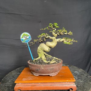 May include: A bonsai tree in a brown ceramic pot, set on a wooden stand. The tree has a twisted trunk and branches with small green leaves. A blue and white sign is attached to the tree. The bonsai is displayed on a round, marble-like surface.