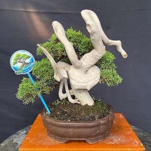 May include: A bonsai tree with a light-colored, twisted trunk and vibrant green foliage. The tree is planted in a brown ceramic pot, sitting on a wooden stand. A blue sign with a tree logo is attached to the bonsai.