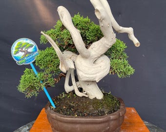 Juniperus Sargenti Tanuki Style Bonsai Tree Actual Tree