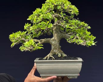 Streblus Asper The Formal Upright Bonsai Tree Living Tree