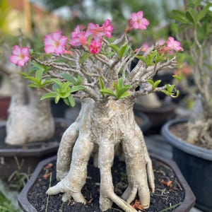 Op de afbeelding: Een Adenium obesum plant, ook wel woestijnroos genoemd, met een dikke, bolvormige, lichtgekleurde caudex-basis met meerdere wortels. De plant heeft dunne, houtachtige takken met kleine groene bladeren en diverse roze bloemen met vijf bloemblaadjes.
