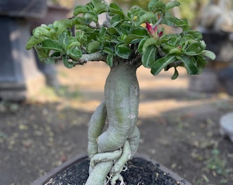 Adenium DHA Dorset Horn Adenium Medusa Dwarf  | Desert Rose Bonsai Tree