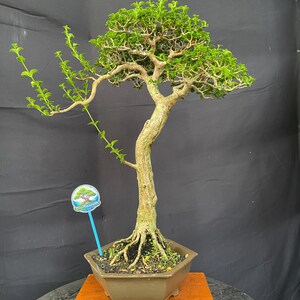 Può includere: Un bonsai con un tronco strutturato e foglie verde brillante. L'albero è piantato in un vaso esagonale marrone, su un supporto di legno. Un piccolo cartello con un logo è nel vaso. Lo sfondo è scuro. Altezza circa 30 cm.