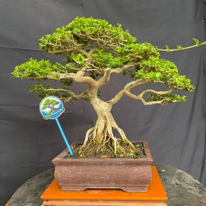 May include: A bonsai tree with vibrant green leaves and a textured, light brown trunk. The tree is planted in a brown rectangular pot, set on a wooden stand. A blue sign with text is visible.