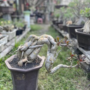 Op de afbeelding: Een woestijnroos met een dikke, gedraaide, lichtgrijze caudex die over de rand van een donkerbruine, zeshoekige plastic pot buigt. De plant heeft gladde, vetplantachtige stengels en kleine trossen donkergroene bladeren met roodachtige randen.