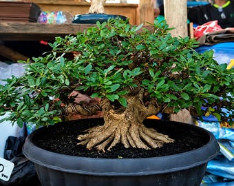 Blue Bell - Desmodium Exposed Roots Bonsai Tree Saengsimbur