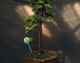 Classical Juniperus Chinensis Bonsai - Formal Upright (Chokan) - Timeless Zen Sculpture
