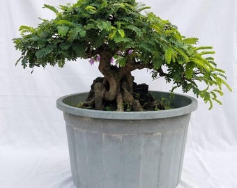 Tamarindus Indica Bonsai Tree Actual Plant