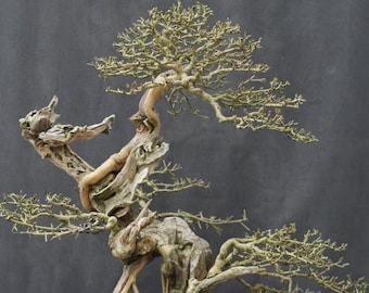 Maclura - Cudrania Cochinchinensis Style Dead Wood Bonsai Tree