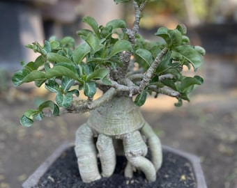 Adenium DHA Dorset Horn Adenium Medusa Dwarf  | Desert Rose Bonsai Tree