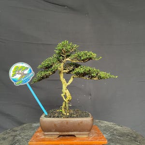 May include: A bonsai tree with green foliage and a twisted trunk is planted in a brown rectangular pot. The pot sits on a wooden stand. A blue stick with a logo is placed in the pot.