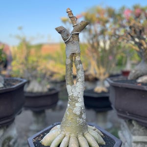 Op de afbeelding: Een woestijnroos bonsai met een dikke, bolvormige, lichtgekleurde caudex-basis en een lange, slanke, gevorkte stam. Het bovenste deel van de stam is voorzien van een zilverkleurige metalen draad die om de takken is gewikkeld.